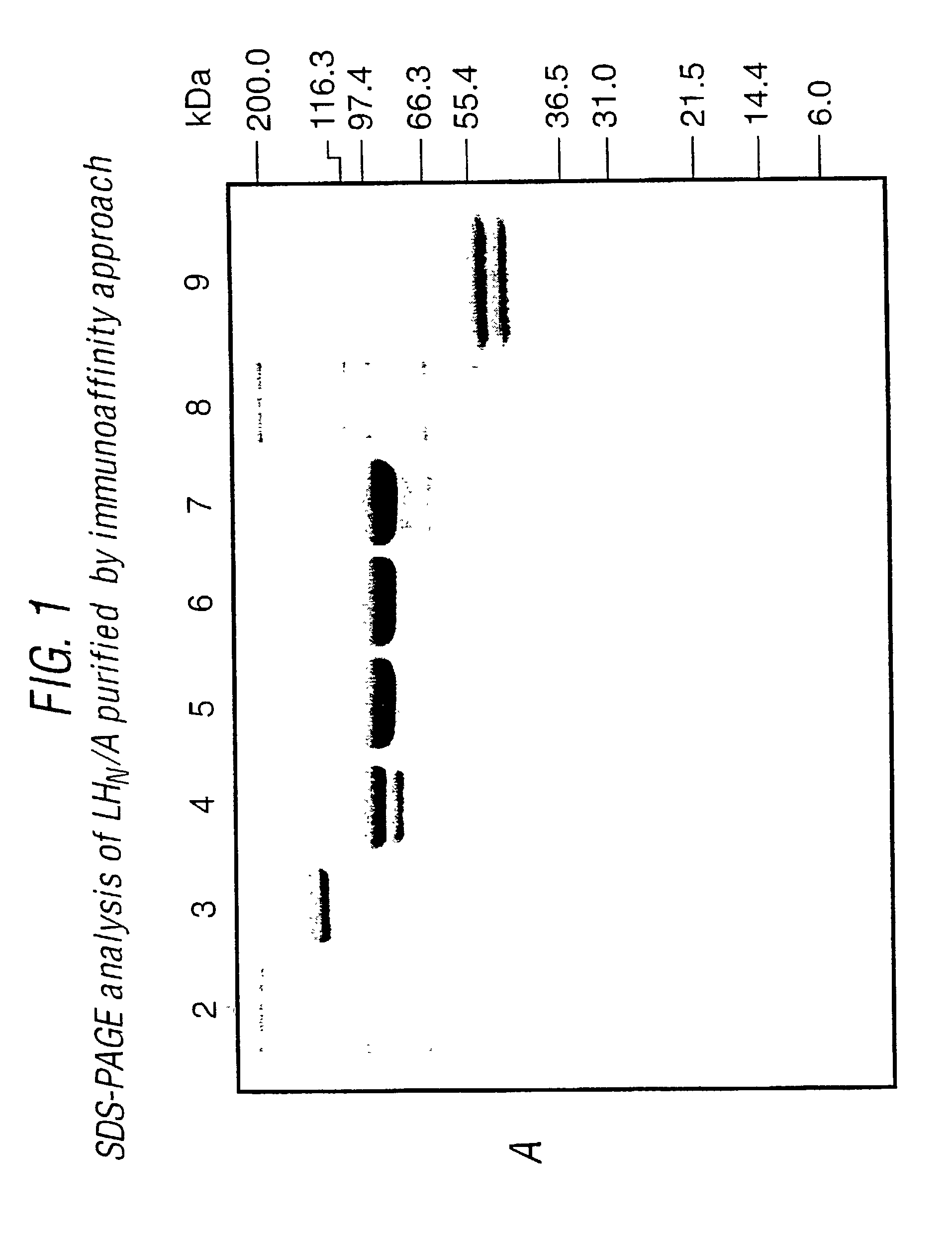 Preparation of highly pure toxin fragments