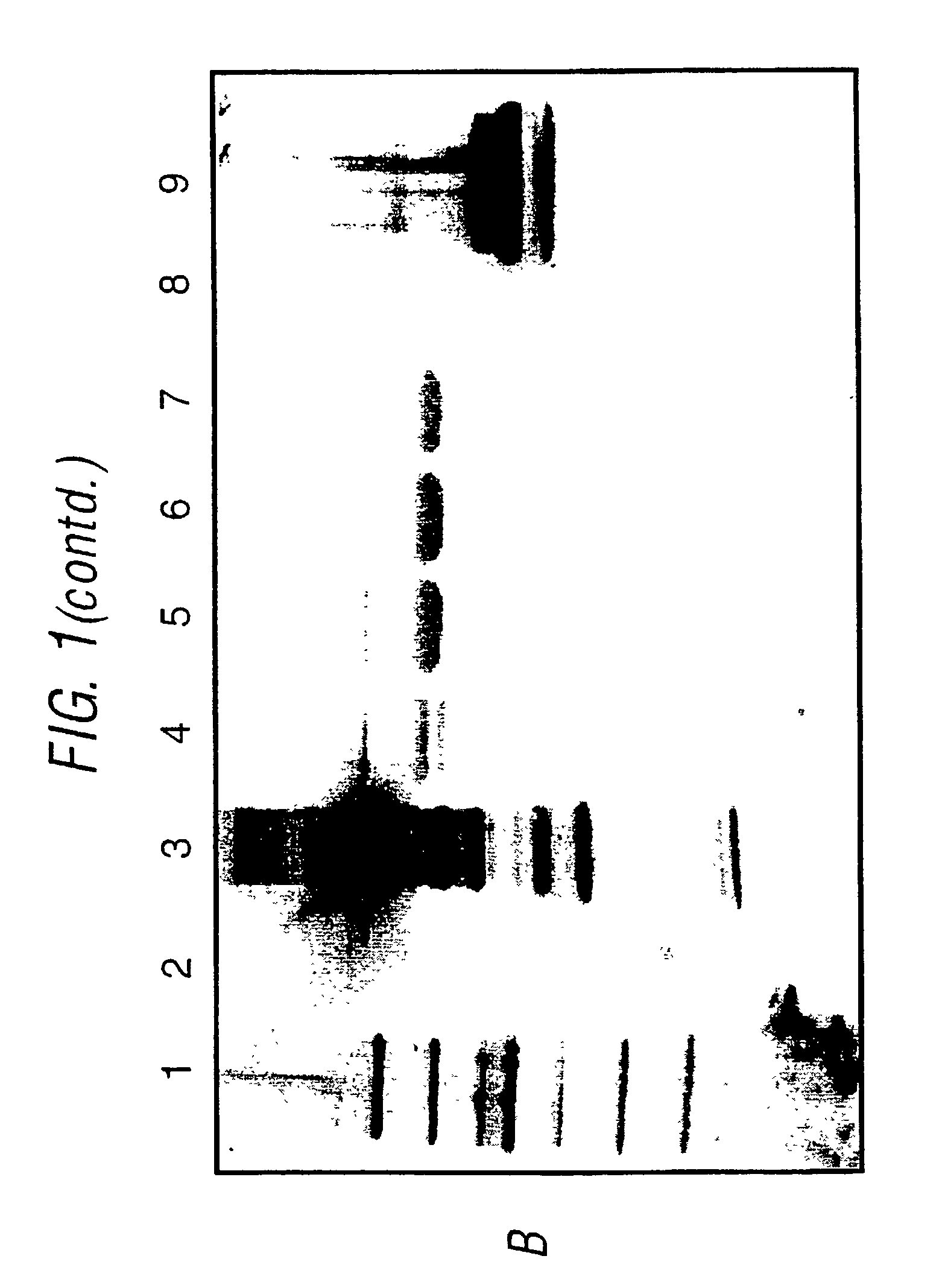 Preparation of highly pure toxin fragments