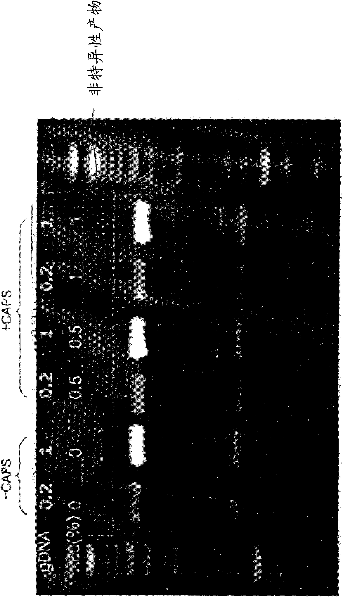 Method of increasing specificity of nucleic acid hybridization using zwitterionic compound