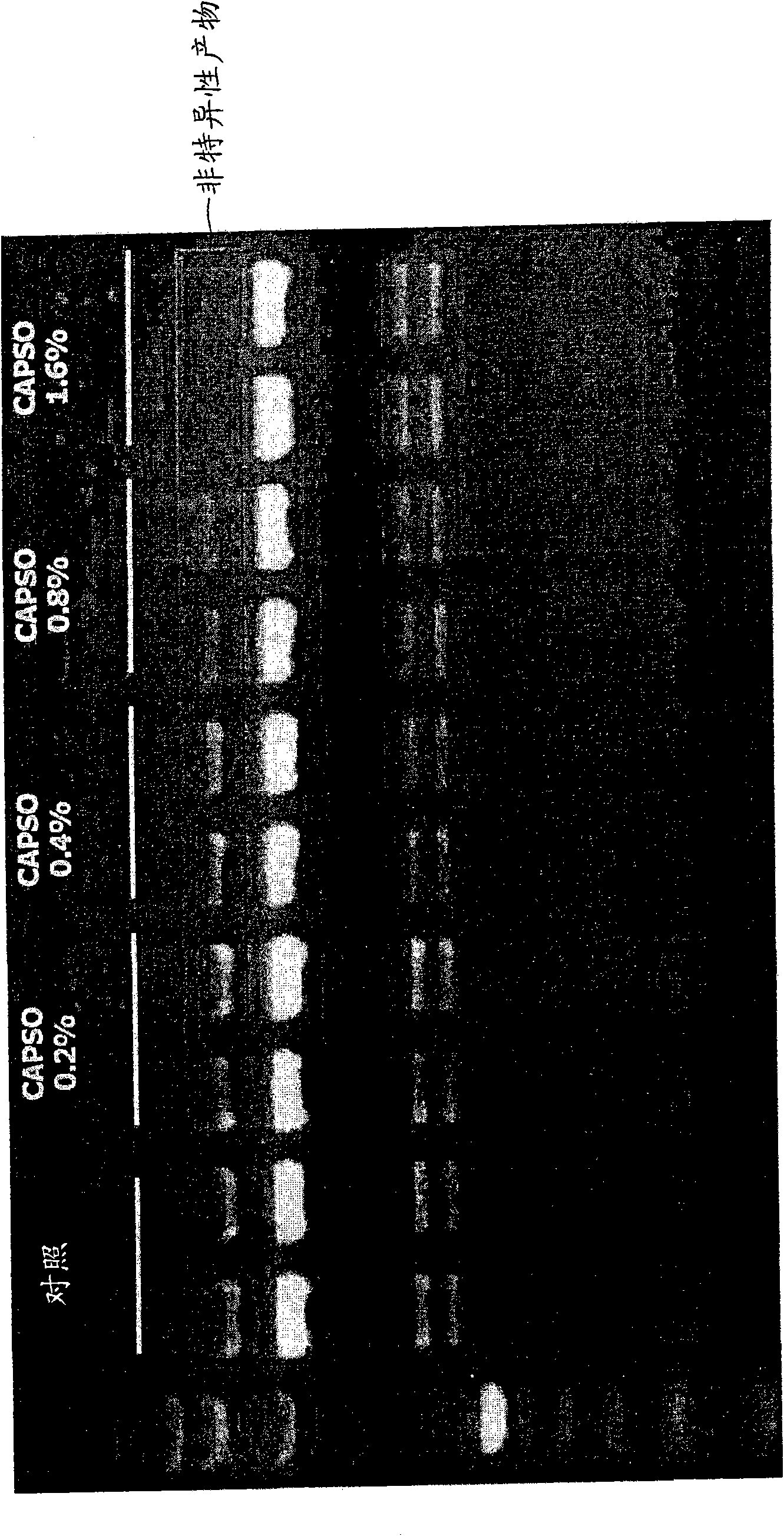 Method of increasing specificity of nucleic acid hybridization using zwitterionic compound