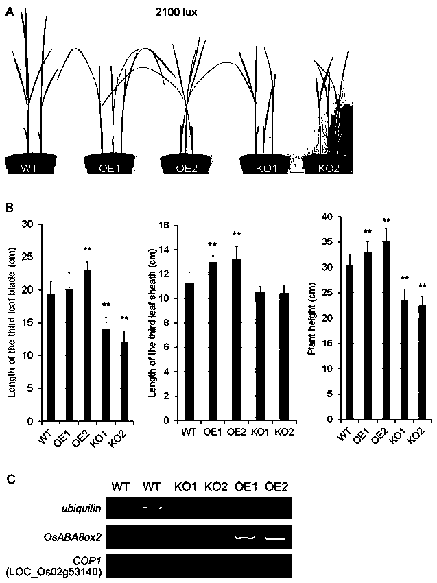 Application of ABA 8'-hydroxylase gene OsABA8ox2 in plant photomorphogenesis and root development