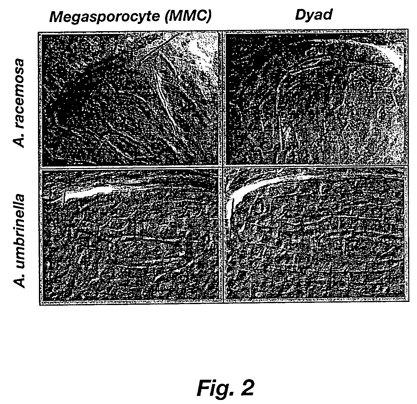 Methods for stabilizing and controlling apomixis