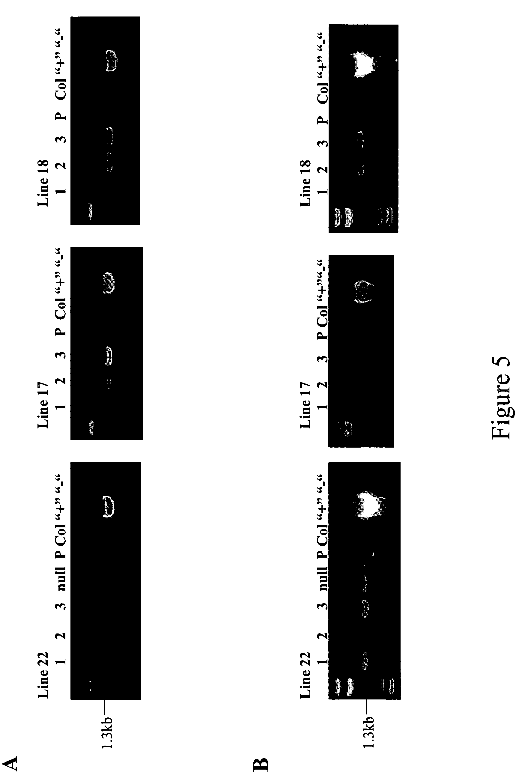 Regulation of gene expression in plant cells