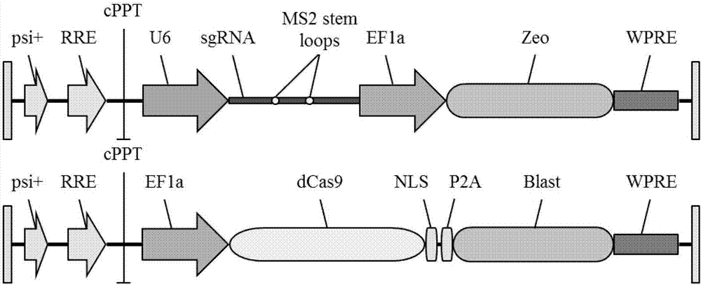 Exosome carrier of targeted bone, CRISPR/Cas9 gene editing system and application