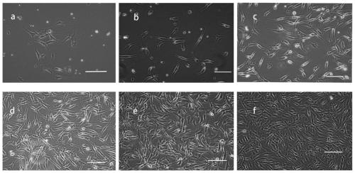 Application of horse fat mesenchymal stem cells in preparing drug for treating horse injury