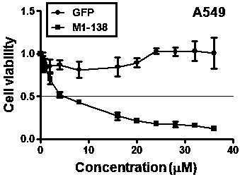 Anti-tumor protein peptide capable of inhibiting FOXM1