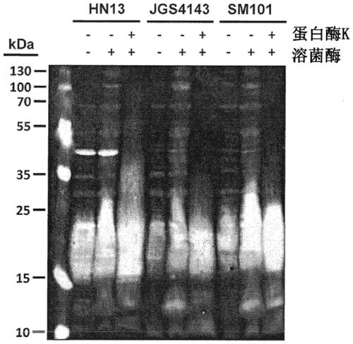 Clostridium perfringens surface glycans and uses thereof