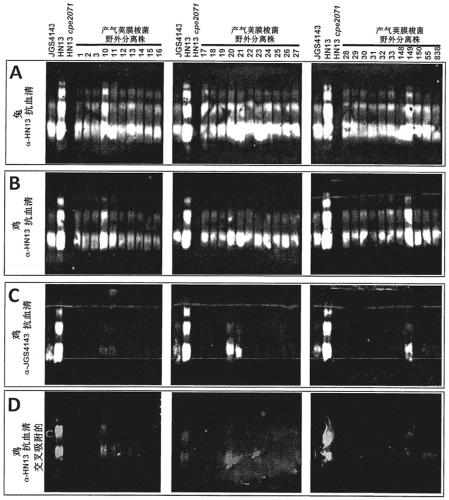 Clostridium perfringens surface glycans and uses thereof