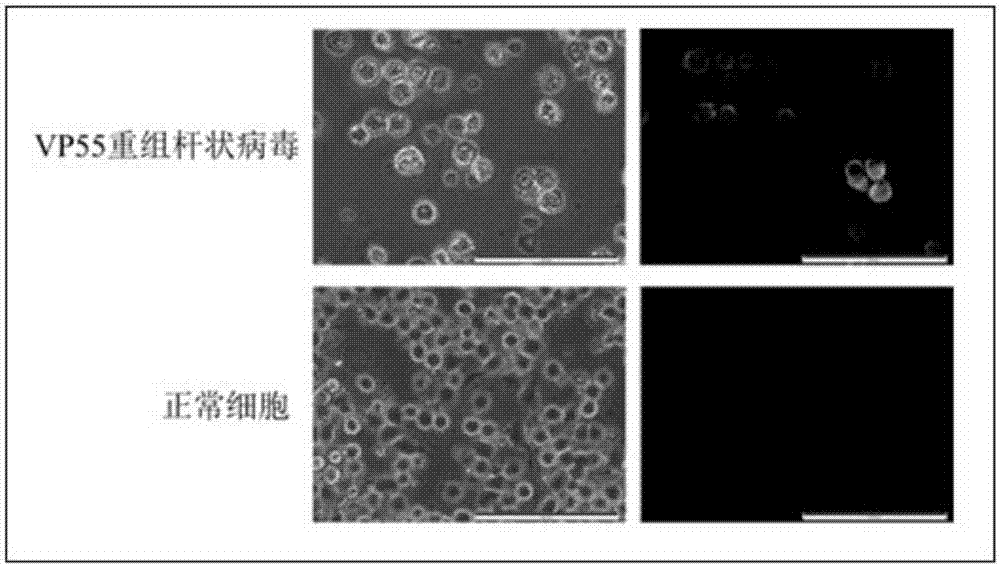 Recombinant baculoviruses which express grass carp reovirus spike protein VP55 and application