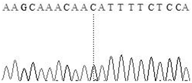 Molecular markers capable of predicting and identifying sheep wool length and their specific primer pairs and applications