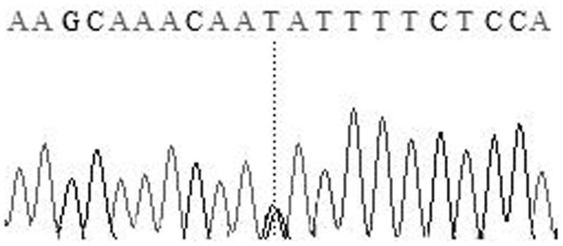 Molecular markers capable of predicting and identifying sheep wool length and their specific primer pairs and applications