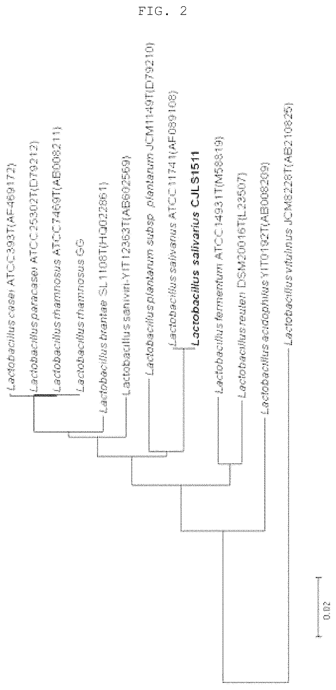 Lactobacillus salivarius CJLS1511, animal feed additive composition comprising same bacterium or dead cells thereof, and method for producing same dead cells