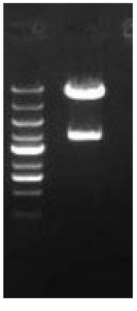 DC cell based on SPANXA1 antigen, targeting immune cell population, preparation method and applications thereof