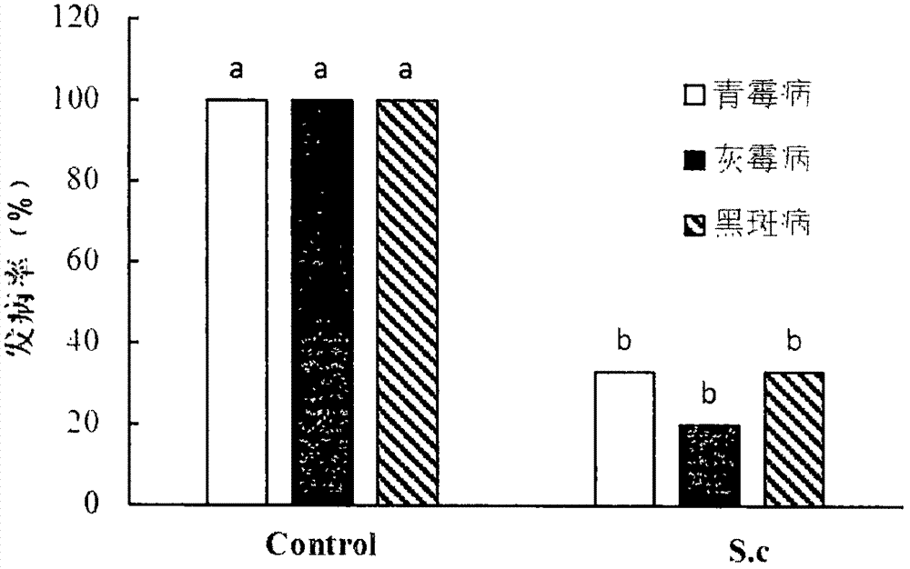 Saccharomyces cerevisiae BY23 for controlling postharvest diseases of fruits and preparation and use methods thereof