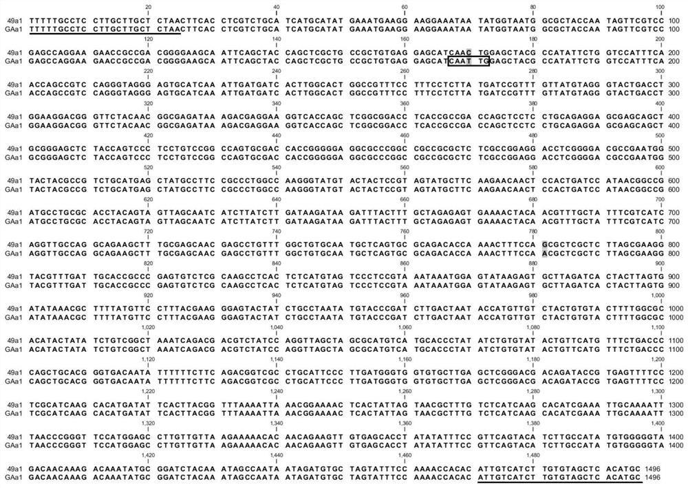 Tightly linked caps molecular markers of p3g and c3g synthetic genes in colored barley