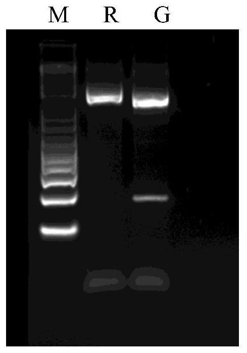 Tightly linked caps molecular markers of p3g and c3g synthetic genes in colored barley