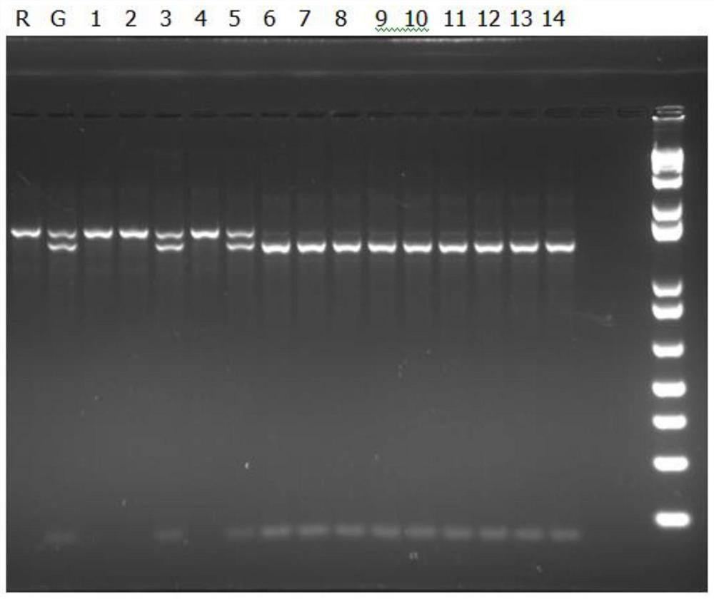 Tightly linked caps molecular markers of p3g and c3g synthetic genes in colored barley