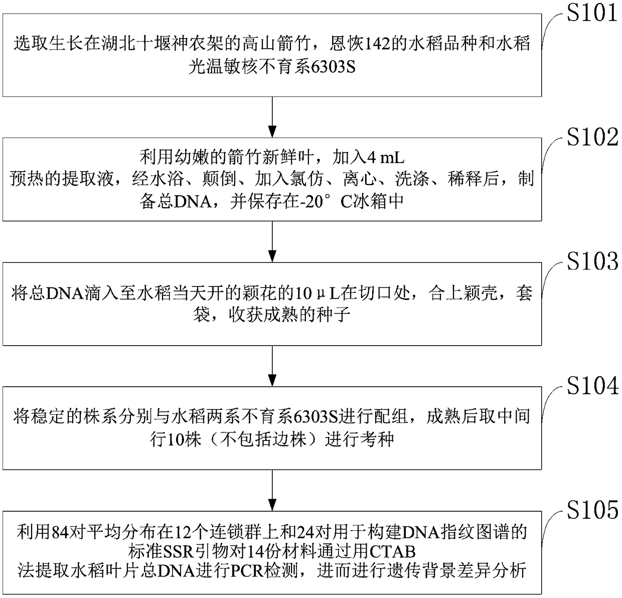 Method for obtaining new rice germplasm through utilizing fargesia DNA (deoxyribonucleic acid) to combine with pollen tube channel