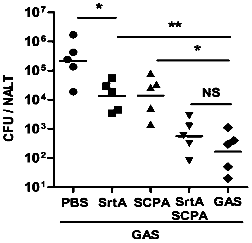 A combination vaccine for inhibiting and/or preventing type a streptococcal infection