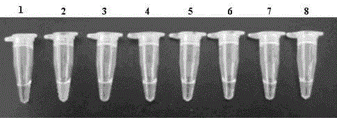 Zymomonas mobilis loop-mediated isothermal amplification of DNA rapid detection kit, and detection method