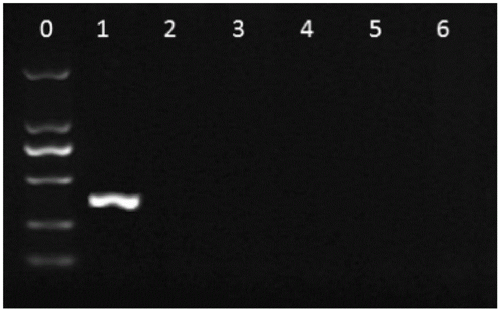 A method and its application of one-time accurate quantification of alkane hydroxylase gene alkb