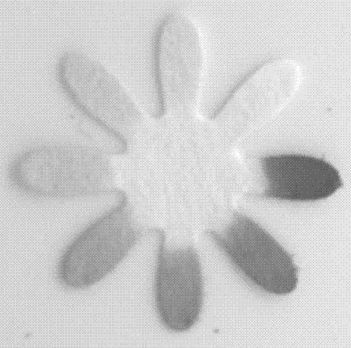 Microfluidic paper base chip for detecting antibody to hepatitis C virus as well as preparation method of chip