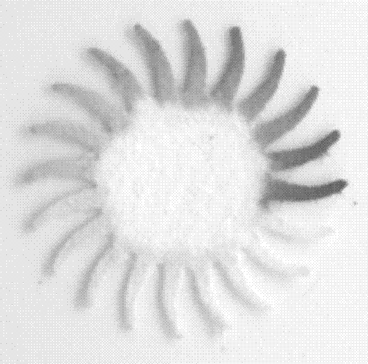 Microfluidic paper base chip for detecting antibody to hepatitis C virus as well as preparation method of chip