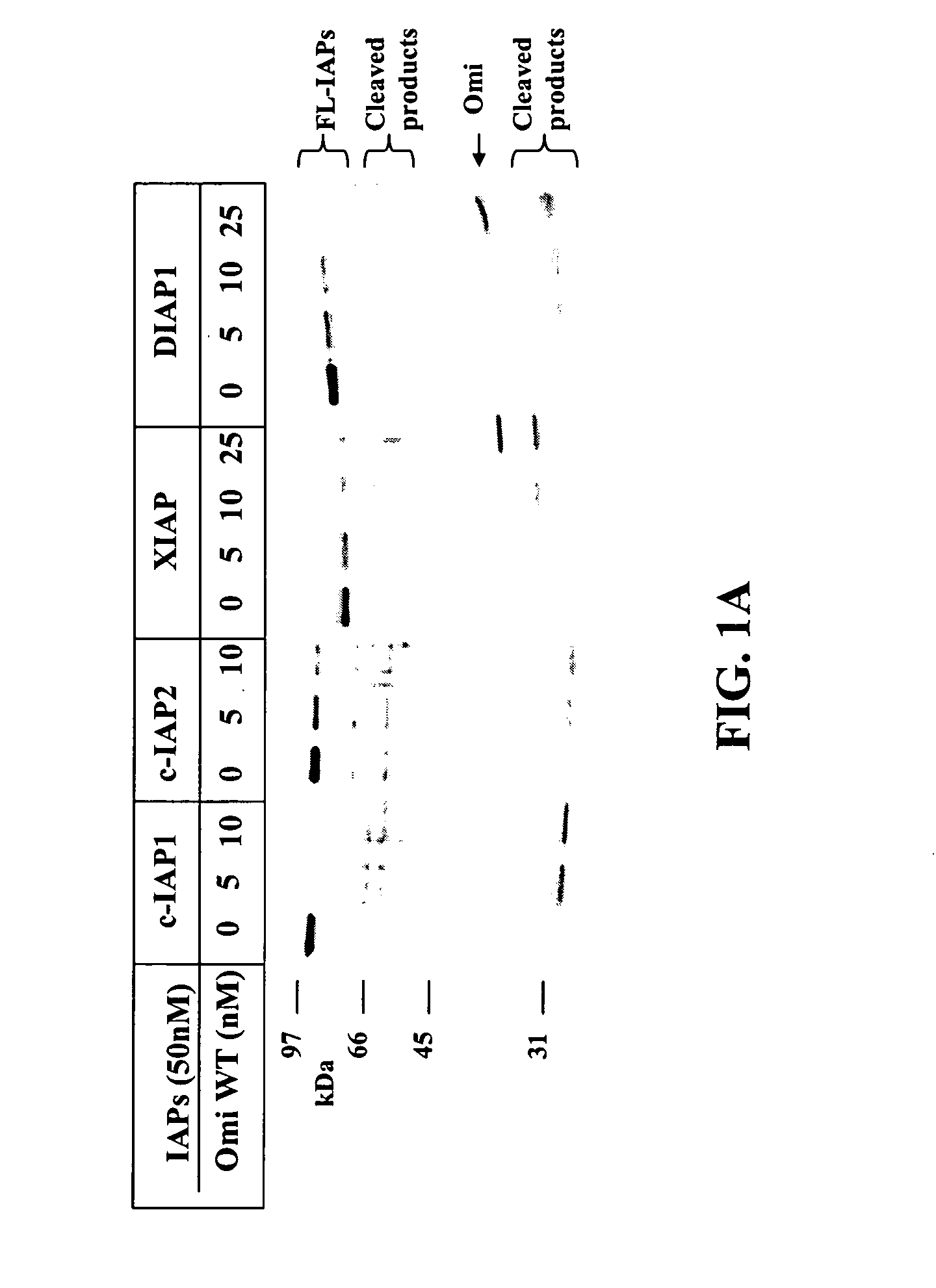 Compositions and methods for cleaving IAP
