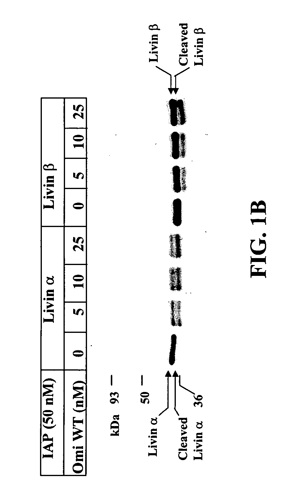 Compositions and methods for cleaving IAP