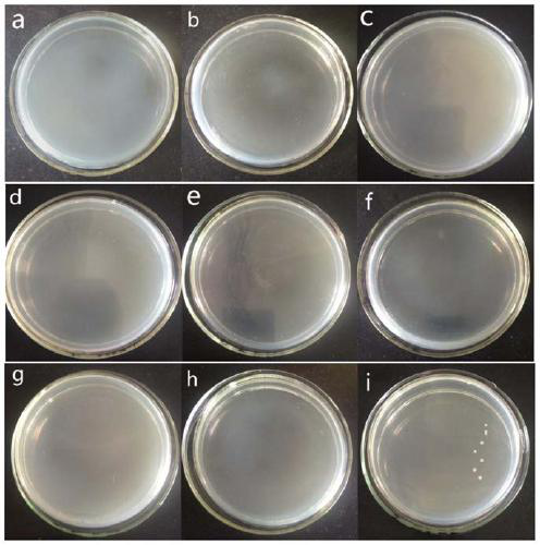 Application of Tegillarca granosa hemoglobin antimicrobial peptide in food preservation and fresh-keeping