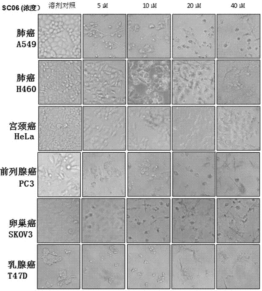 Application of a compound in the preparation of mTOR inhibitors