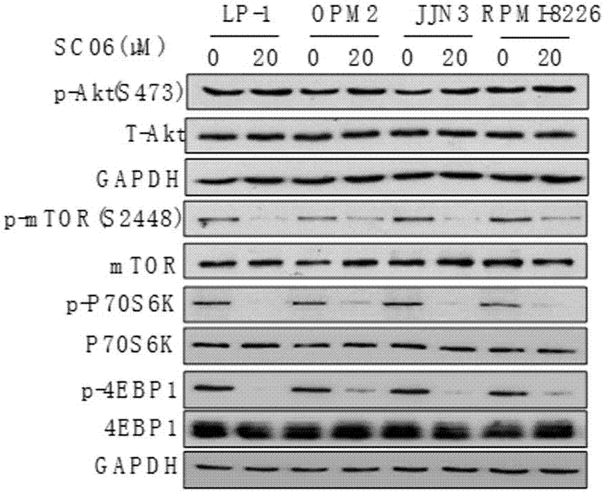 Application of a compound in the preparation of mTOR inhibitors