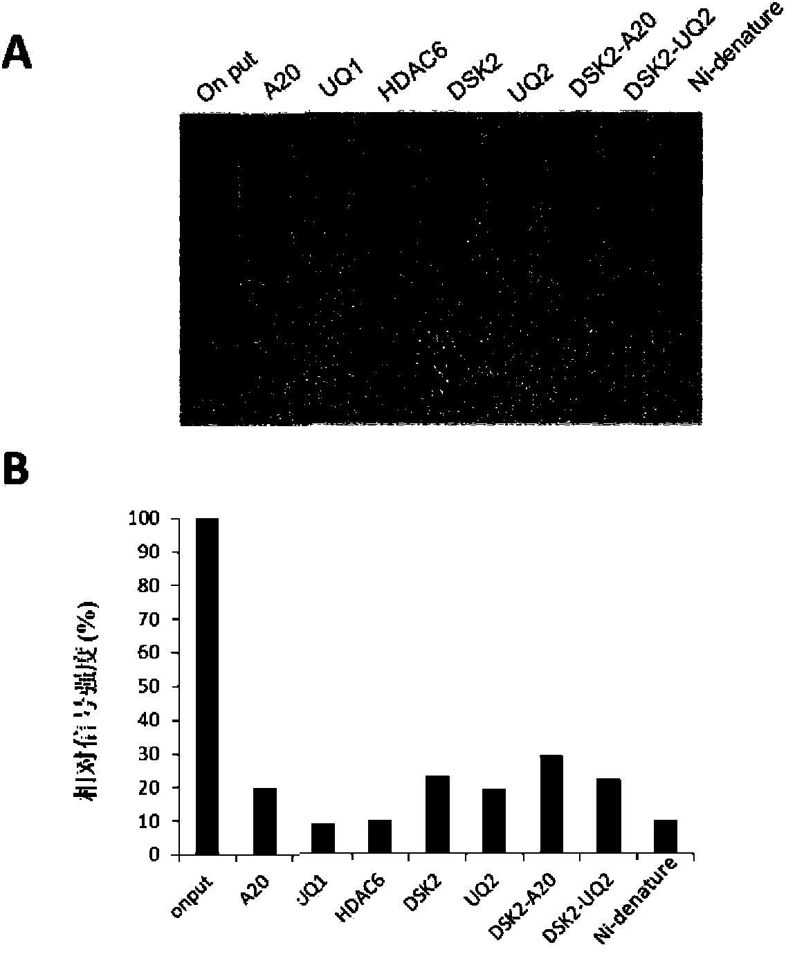 Artificially constructed hybrid ubiquitin conjugation structure domain polypeptide and application thereof