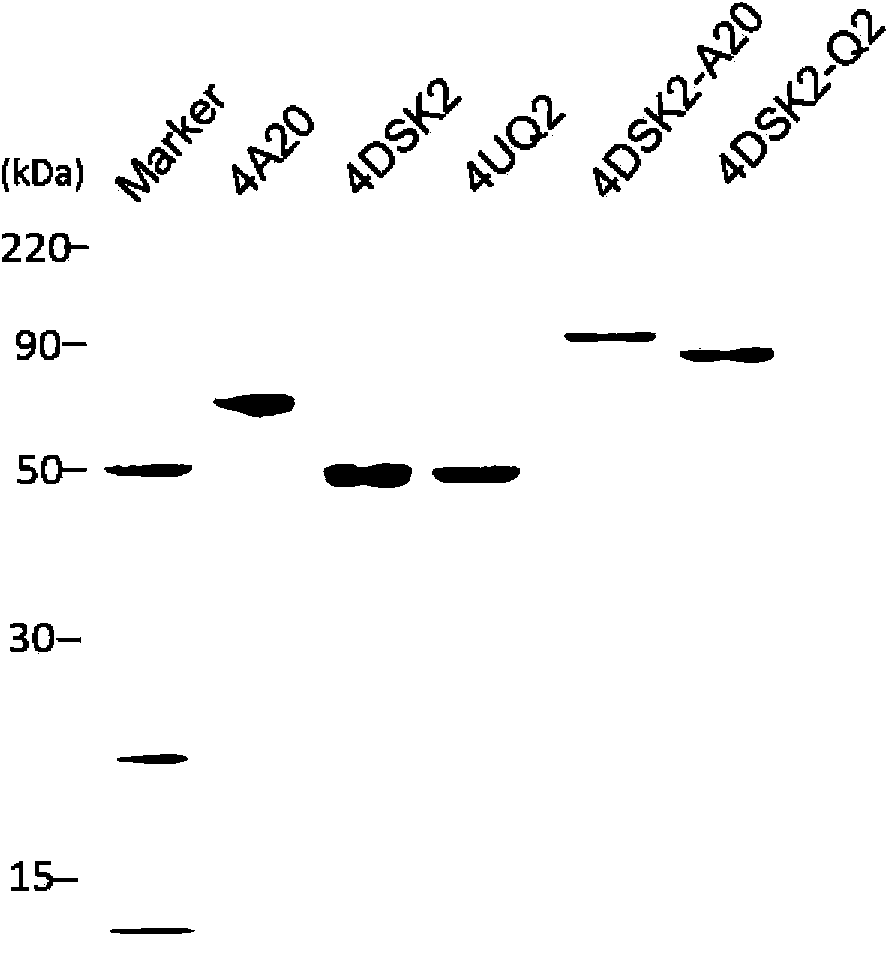 Artificially constructed hybrid ubiquitin conjugation structure domain polypeptide and application thereof