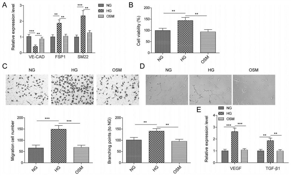 Application of lncRNA SNHG7 in preparation of medicine for treating retinopathy