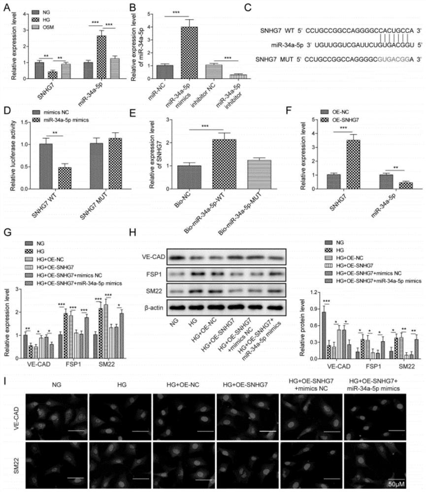Application of lncRNA SNHG7 in preparation of medicine for treating retinopathy