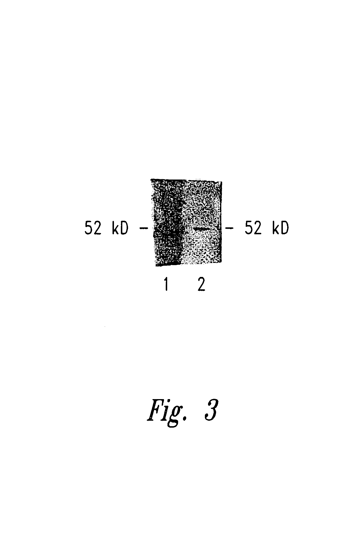 Composition and methods for WTI specific immunotherapy