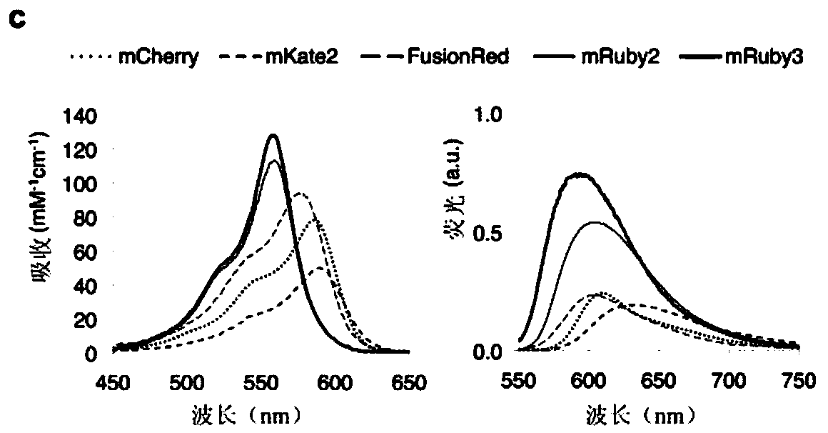 Fluorescent protein pair for highly sensitive FRET imaging and application thereof