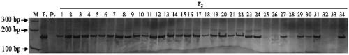 Molecular marker of female flower regulating gene g in muskmelon and its application