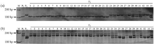 Molecular marker of female flower regulating gene g in muskmelon and its application