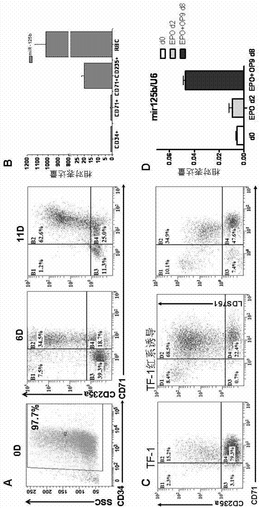 Use of miR-125b in red blood cell maturation