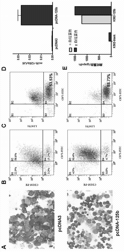 Use of miR-125b in red blood cell maturation