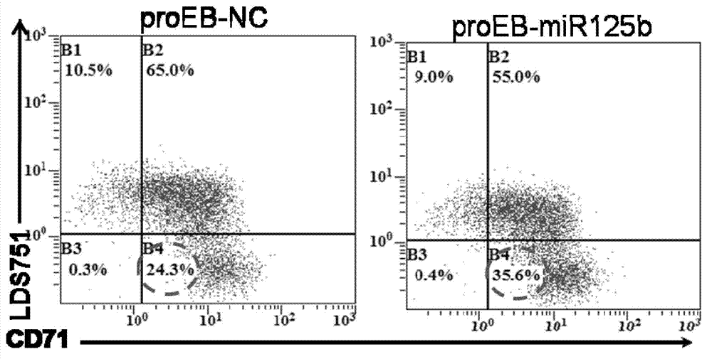 Use of miR-125b in red blood cell maturation