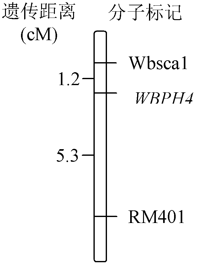 Molecular marker interlocked with rice Sogatella furcifera resisting gene and application thereof