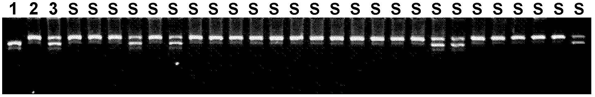 Molecular marker interlocked with rice Sogatella furcifera resisting gene and application thereof