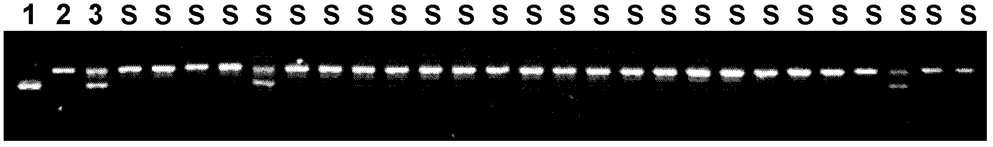 Molecular marker interlocked with rice Sogatella furcifera resisting gene and application thereof