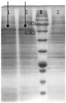 A kind of mink enteritis virus recombinant subunit vaccine and its preparation method