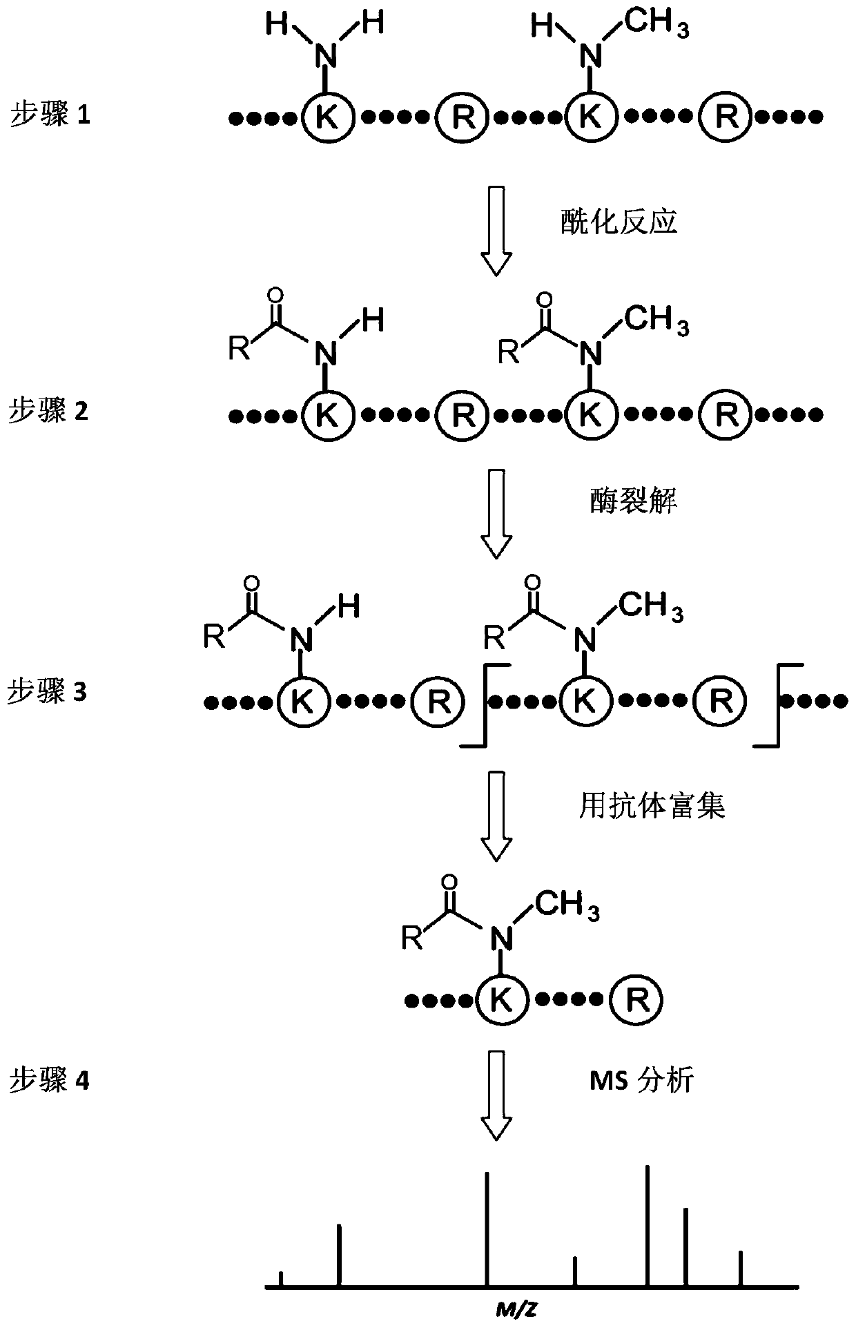Method for identifying single methylated modification of lysine epsilon-amino group side chain