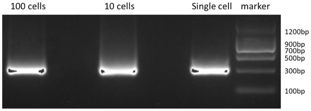 A method to detect nucleosome arrangement on the genome at the single-cell level