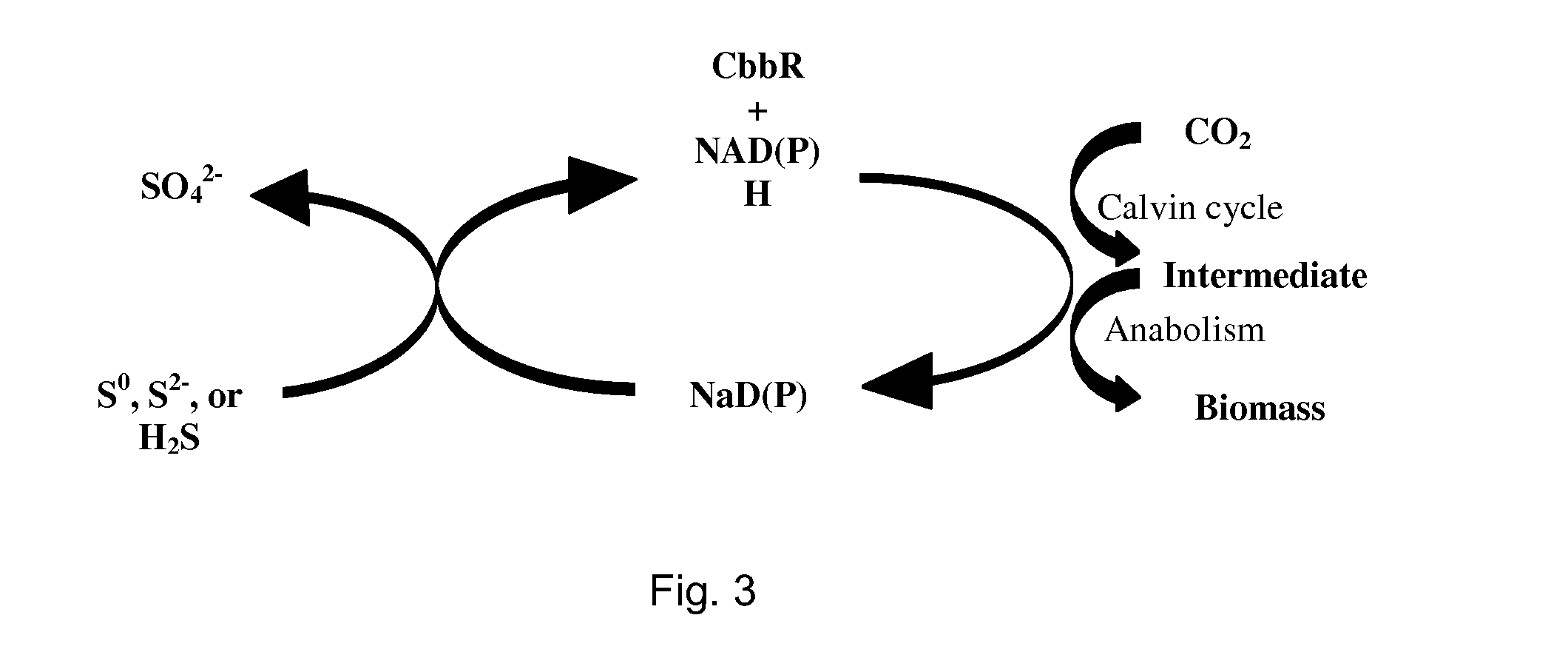 Biological Reduction of Carbon Dioxide Pollutants Systems and Methods